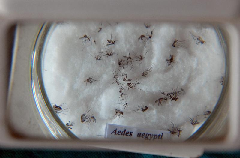 Mosquito da dengue, Aedes aegypti Por: Arquivo/Agência Brasil
