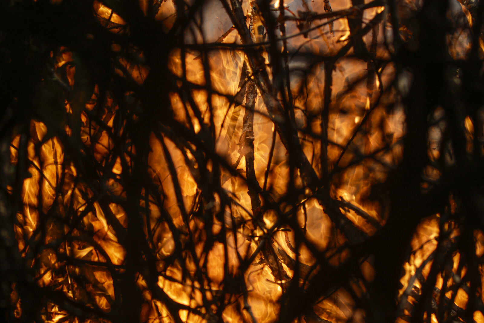 Poconé (MT) 17/11/2023 – Detalhe de galhos sendo queimados no Parque Nacional do Pantanal Mato-Grossense durante incêndio florestal. Foto: Joédson Alves/Agência Brasil