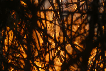 Poconé (MT) 17/11/2023 – Detalhe de galhos sendo queimados no Parque Nacional do Pantanal Mato-Grossense durante incêndio florestal. Foto: Joédson Alves/Agência Brasil