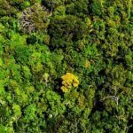 Mato Grosso reduz desmatamento em 74%, aponta Imazon