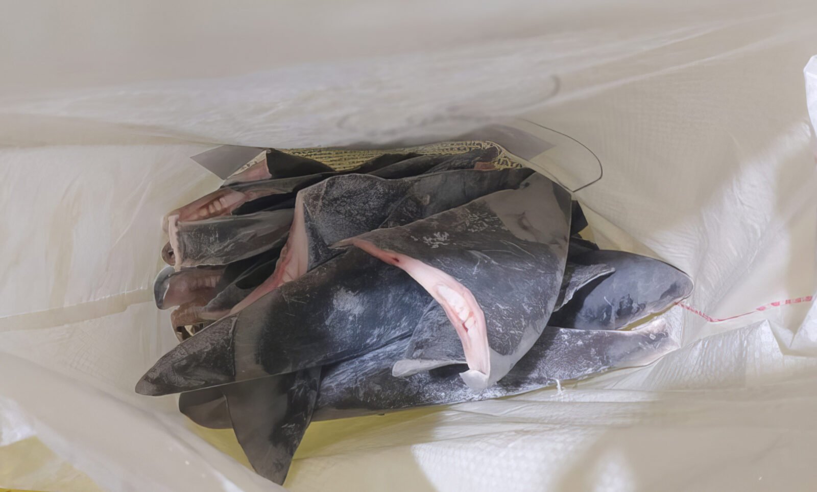 O Ibama apreendeu 28,7 toneladas de barbatanas de tubarão que seriam exportadas, ilegalmente, para a Ásia. As barbatanas declaradas são de duas espécies de tubarão: tubarão Azul (Prionace glauca) e tubarão Anequim, também conhecido como Mako Por: Ibama/Gov. Br