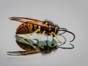 Bombeiros alerta sobre precauções contra insetos agressivos em Mato Grosso