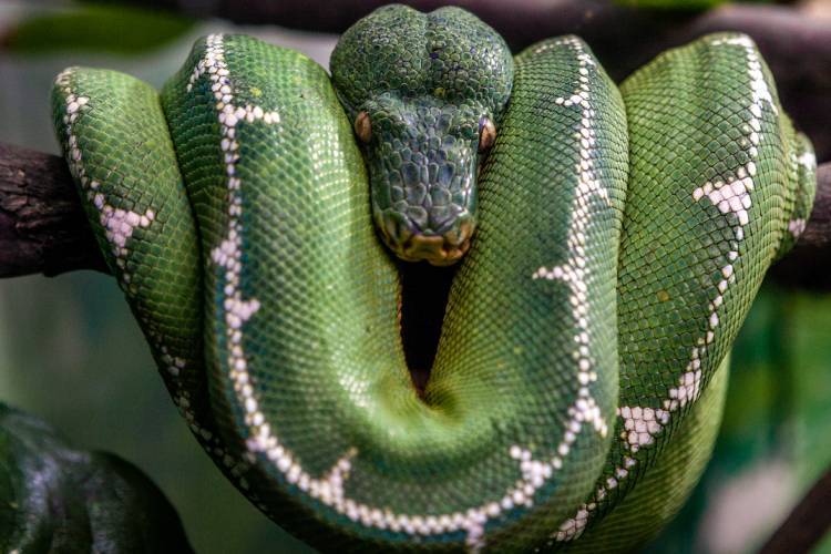 É papagaio, mas não fala: conheça a cobra que leva nome de ave e passa a vida pendurada em árvores