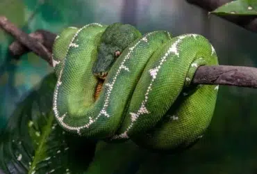 Conheça a Cobra-Papagaio: Uma Curiosa Serpente das Árvores
