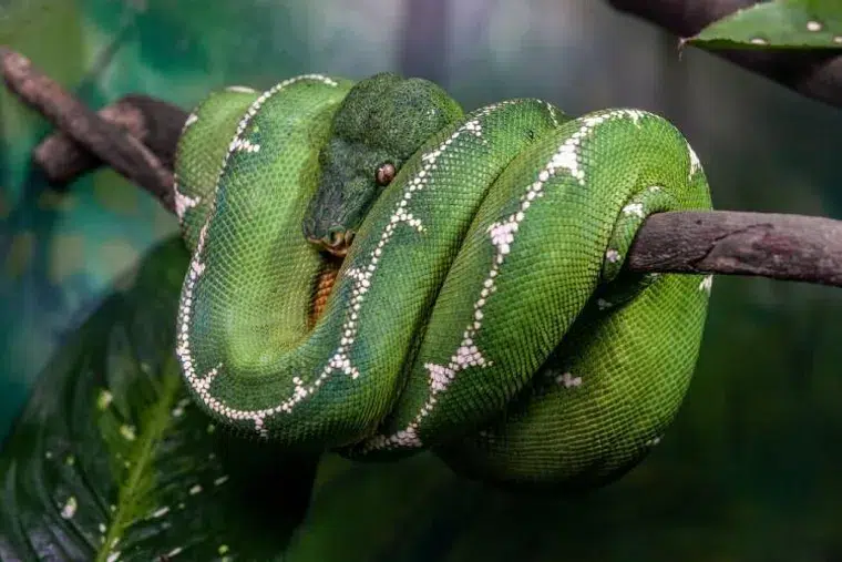 Conheça a Cobra-Papagaio: Uma Curiosa Serpente das Árvores