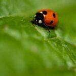 ladybird beetle - Fotos do Canva