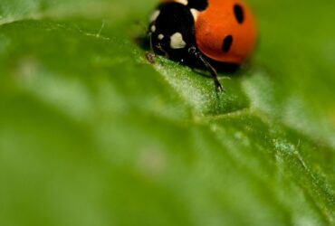 ladybird beetle - Fotos do Canva
