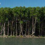 Manguezais do Brasil oferecem alto potencial de redução de emissões de gases estufa - Foto: Reprodução/National Geographic/Pablo Albarenga