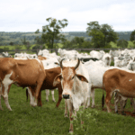 Mapa divulga zoneamento agrícola para pecuária