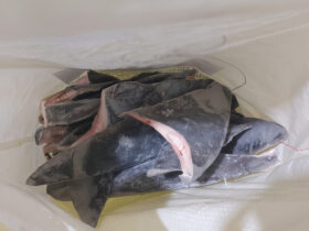 O Ibama apreendeu 28,7 toneladas de barbatanas de tubarão que seriam exportadas, ilegalmente, para a Ásia. As barbatanas declaradas são de duas espécies de tubarão: tubarão Azul (Prionace glauca) e tubarão Anequim, também conhecido como Mako Por: Ibama/Gov. Br