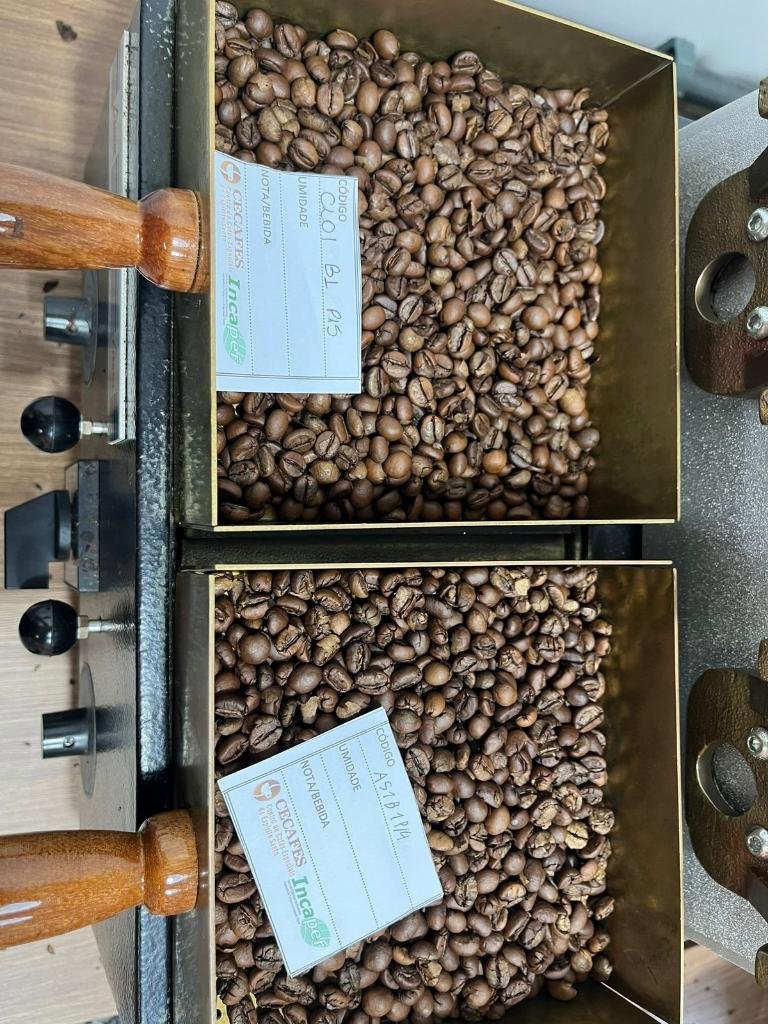 pesquisa identifica os melhores clones de cafe para producao em mato grosso interna 2 2024 03 31 31043591