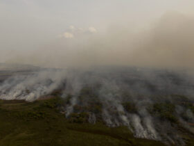 Porto Jofre (MT) 16/11/2023 –Brigadistas do ICMBIO combatem incêndio florestal que atinge o Pantanal Foto: Joédson Alves/Agência Brasil