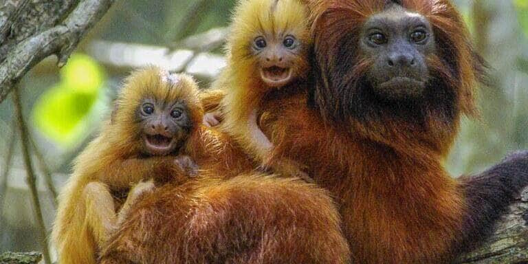 Polícia Federal faz operação para coibir a caça ilegal do Mico Leão Dourado, no interior do RJ - Foto: Agência Brasil