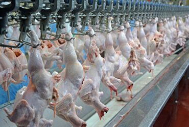 Procedimento de avaliação sanitária no abate de frangos é regulamentado no Brasil - Foto: Lucas Scherer