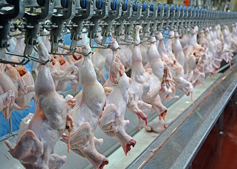 Procedimento de avaliação sanitária no abate de frangos é regulamentado no Brasil - Foto: Lucas Scherer