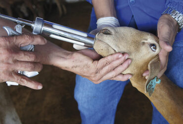 vacinacao caprino maira vergne
