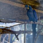 Animais silvestres resgatados em Mato Grosso: esperança de volta à natureza