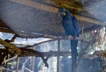 Animais silvestres resgatados em Mato Grosso: esperança de volta à natureza