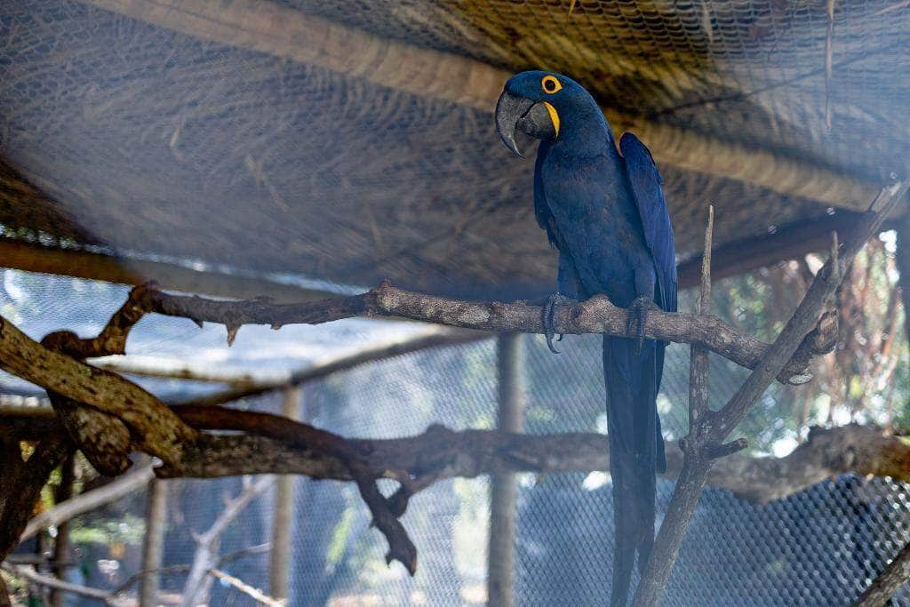 Animais silvestres resgatados em Mato Grosso: esperança de volta à natureza