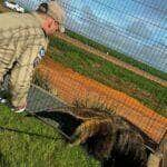 Bombeiros resgatam tamandua bandeira em empresa de maquinas agricolas