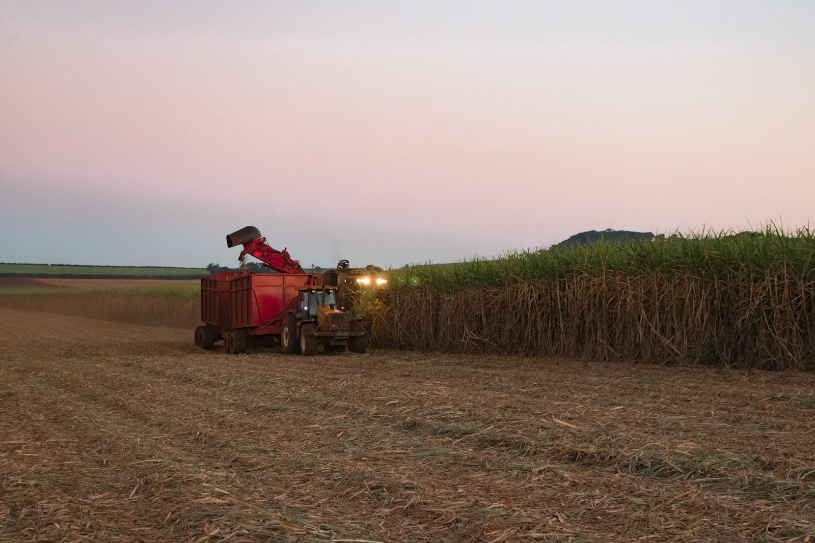 Cana-de-açúcar explode em Mato Grosso com crescimento de 11% e impulsiona recorde nacional! 3 Cana de açúcar - Trator e combinar a colheita de cana-de-açúcar - Fotos do Canva