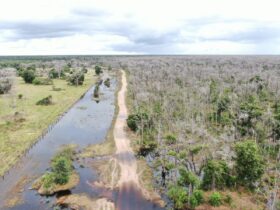 Ministério Público de Mato Grosso recorre de decisão sobre prisão preventiva em caso de desmate no Pantanal