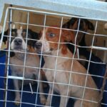 Resgate de cães em Várzea Grande revela caso de maus-tratos