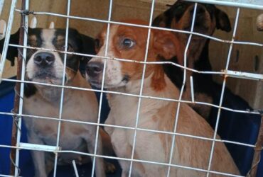 Resgate de cães em Várzea Grande revela caso de maus-tratos