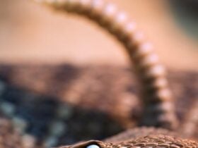 Cobra-cascavel - Fotos do Canva