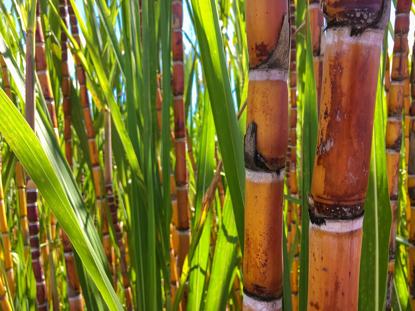 Cana-de-açúcar explode em Mato Grosso com crescimento de 11% e impulsiona recorde nacional! 4 Sugar Cane Plantation - Fotos do Canva