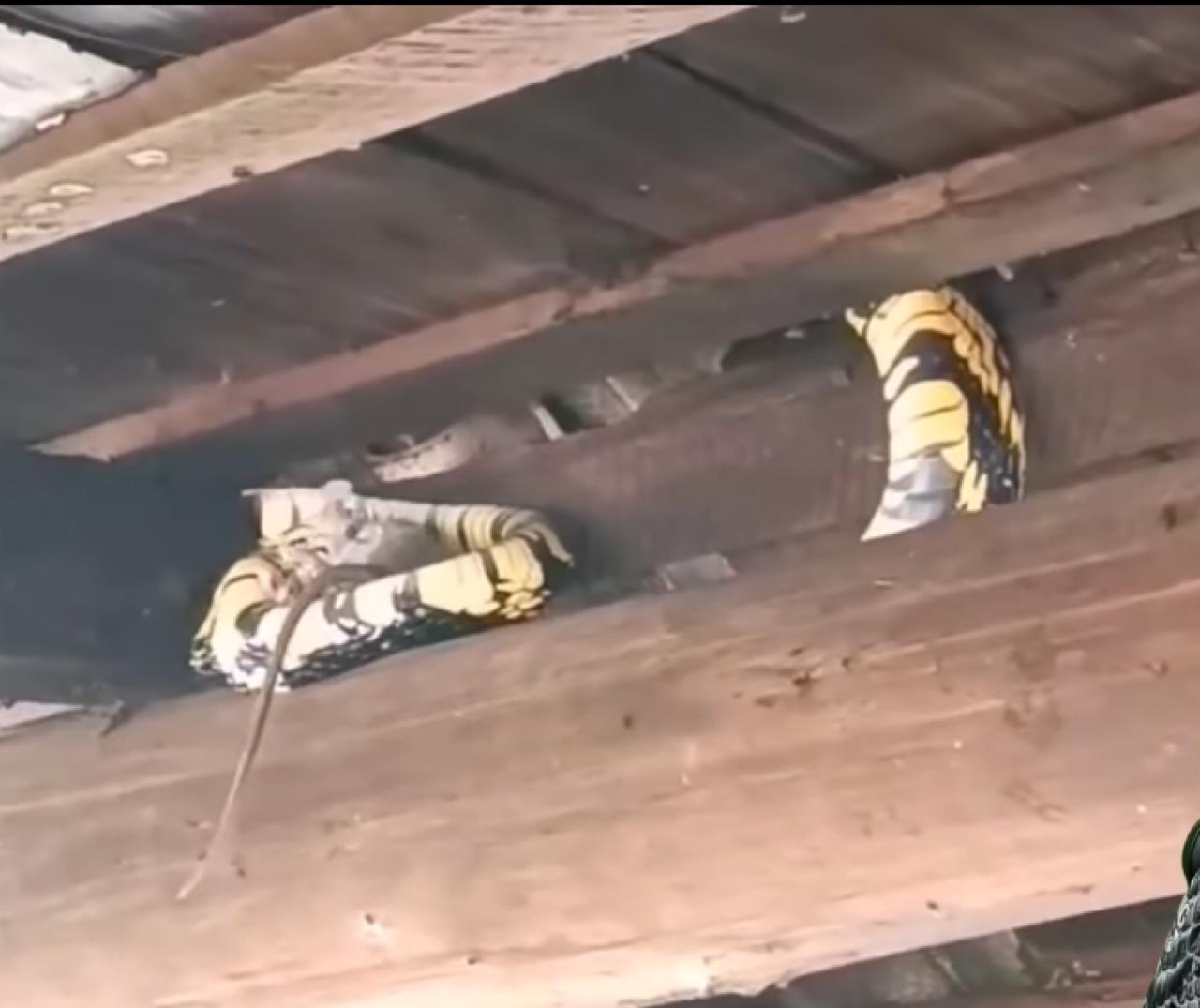 Cobra caninana é flagrada devorando rato em chácara: guardiã do telhado.