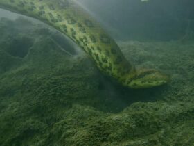 Sucuri no Pantanal: balé aquático revela a elegância da gigante da região.
