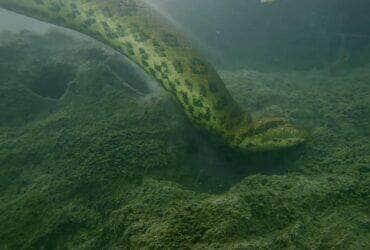 Sucuri no Pantanal: balé aquático revela a elegância da gigante da região.