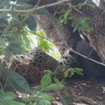 Onça-pintada é flagrada tirando um cochilo após o almoço no Pantanal: Momento de Serenidade.