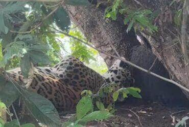 Onça-pintada é flagrada tirando um cochilo após o almoço no Pantanal: Momento de Serenidade.