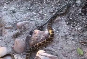 Cascavel na Trilha da Fumaça: Biólogo alerta sobre cuidados com cobras na Chapada Diamantina
