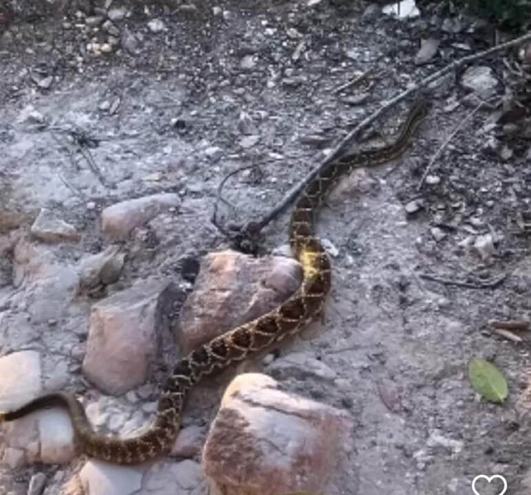 Cascavel na Trilha da Fumaça: Biólogo alerta sobre cuidados com cobras na Chapada Diamantina