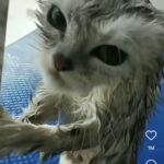 Gato faz cara feia após banho e vira sensação nas redes sociais.