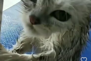 Gato faz cara feia após banho e vira sensação nas redes sociais.