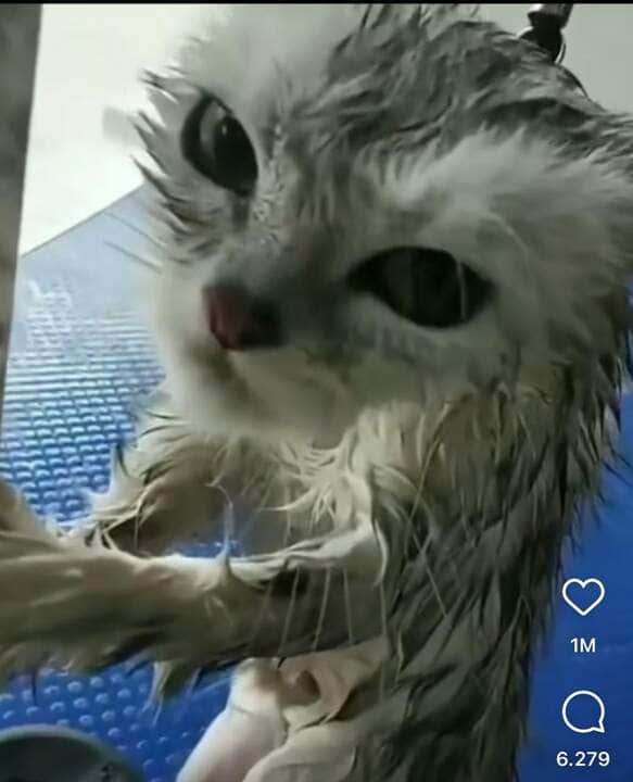 Gato faz cara feia após banho e vira sensação nas redes sociais.