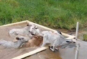 Bezerros se refrescam em piscina em dia de calor: veja o vídeo!