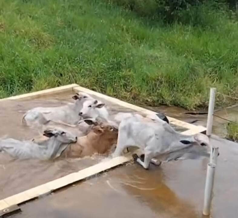 Bezerros se refrescam em piscina em dia de calor: veja o vídeo!