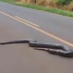 Sucuri gigante causa comoção ao atravessar rodovia brasileira: veja o vídeo!