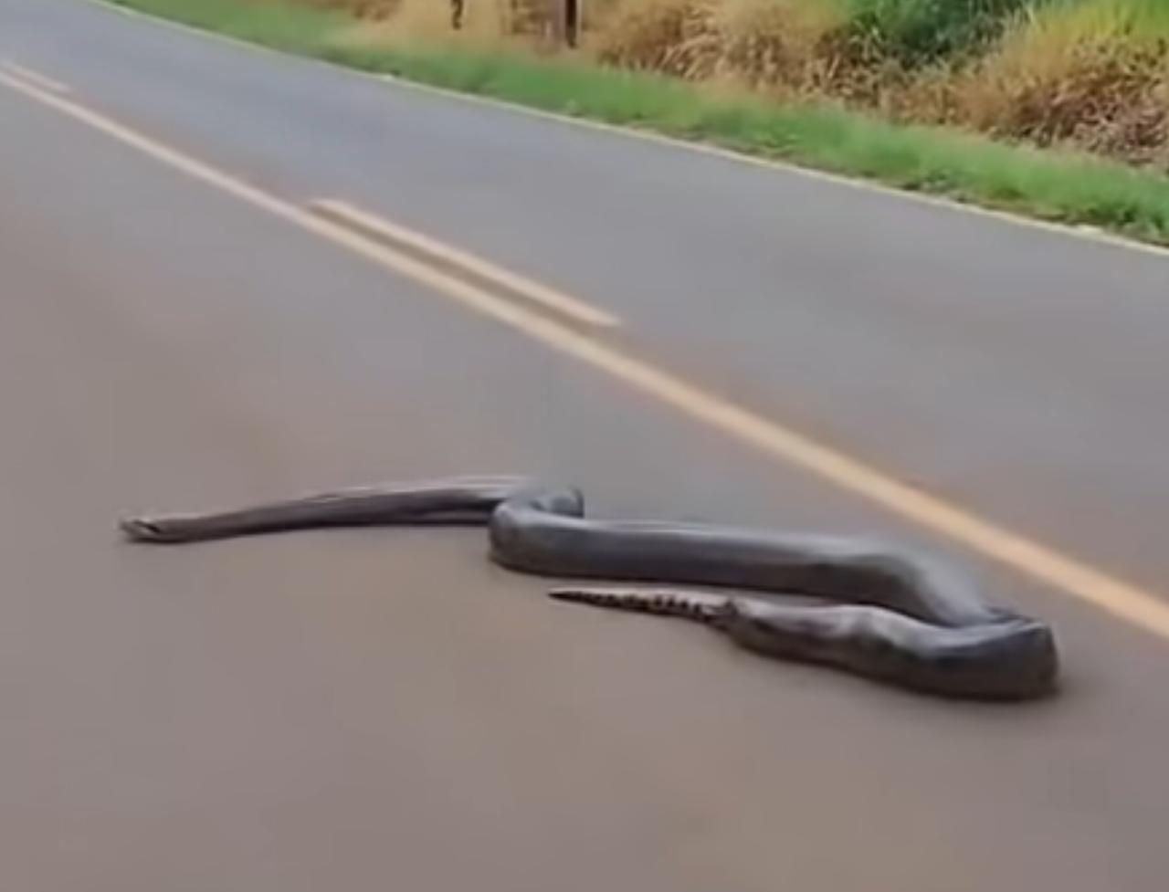 Sucuri gigante causa comoção ao atravessar rodovia brasileira: veja o vídeo!