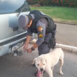 Homem é preso em Nobres por maus-tratos após amarrar cachorro em engate de carro