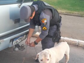 Homem é preso em Nobres por maus-tratos após amarrar cachorro em engate de carro