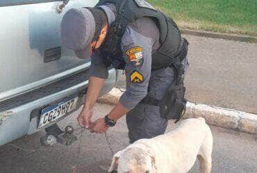 Homem é preso em Nobres por maus-tratos após amarrar cachorro em engate de carro