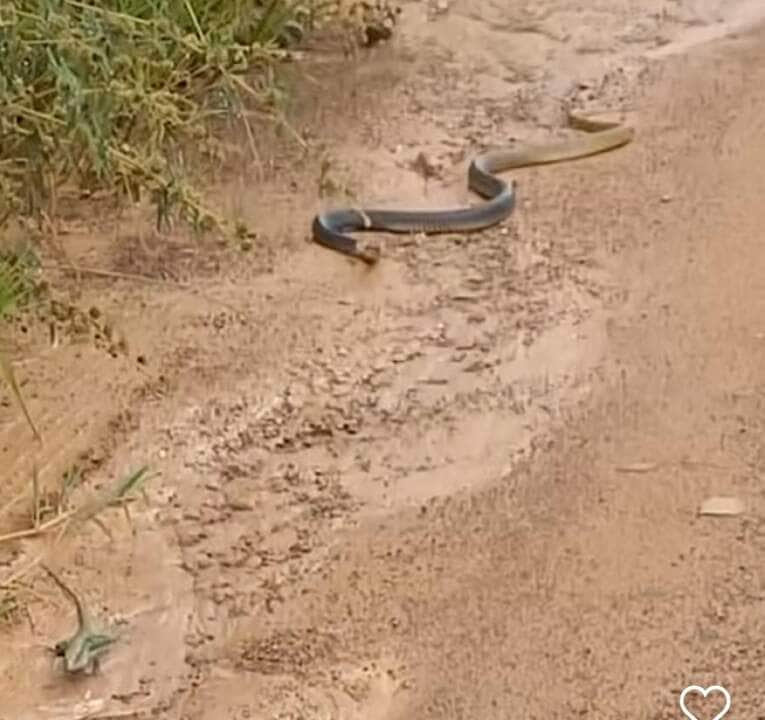 Cobra caninana versos calango: perseguição em alta velocidade na estrada