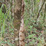 Jiboia: artista da escalada na mata