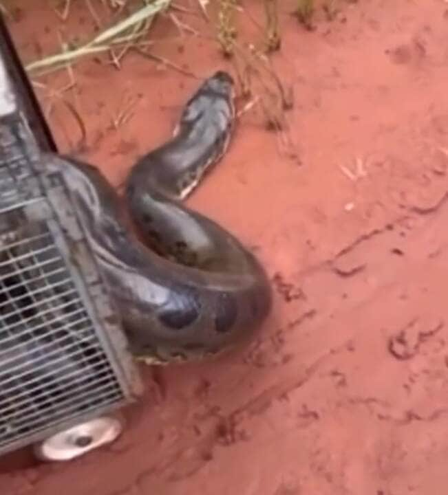 Sucuri gigante retorna à natureza em momento emocionante: assista!